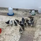دجاج للبيع فيومي