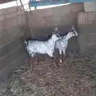 3 تيوس فل شحم