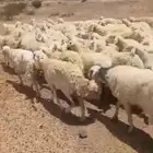 للبيع حريات حرش مراح واحد العدد 100 والفحول 2