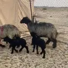 للبيع رغايث شهب طيبه