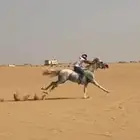 حصان عربي شعبي