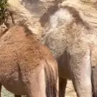 حاشي بلدي مضمونه