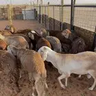 للبيع بهم سواكن طيب