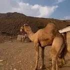 جمل فحل مشروط