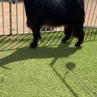 للبيع فحل عارضي خصصم تتم البيع