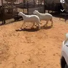 للبيع طليان أعمارها حول سته شهور سعي الموقع في ذمة المشتري
