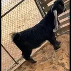 لاهل النوادر تيس صعب