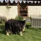 نجدية رباع تحتها رخل