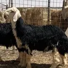 فحل  نجدي صن ف الصنف