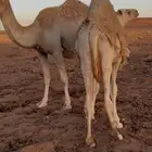 اربع حشو لحم