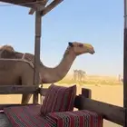 عشرا شعلا للبيع