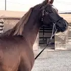 مهر واهو فاخر
