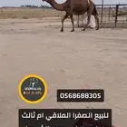 للبيع الملاقي وكل علومها فالصوره