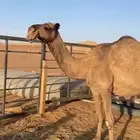 ضريبه صفرا للبيع