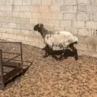 خروف نعيمي