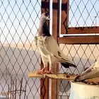 حمام باكستاني تيدي بيور