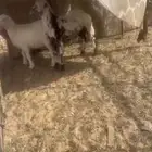 تم بيع البيض باقي السود