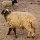 خروف جذع تميمة