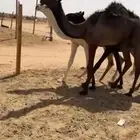 للبيع حشوان. كلها قعدان. العدد 3 السوم 5300 ولبيع قريب