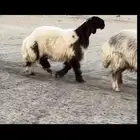 مشروع فحل فاخر