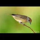 شحيمي دخل كامري مفحوصه مجدده