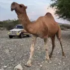 بعير للبيع