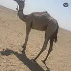 ركبي حر طيب ماشاءالله تبارك الله قوي