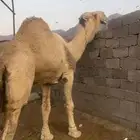 بعير كفوو ومنتج