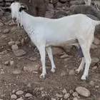 غنم طيبه مناتيج