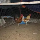 ديوك بلدي للبيع (تم البيع)