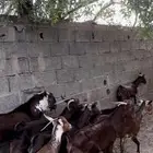 غنم دهم ووشح . معزا دهم ووشح
