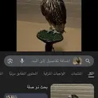 مطلوب تبع جير مصقور قرناس ولا بكر