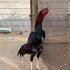 ديك شامو الياباني