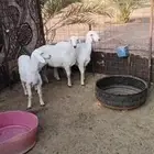 رخال حريات
