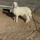 طلي حري فل شحم تم البيع