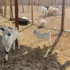 عنز تحتها جفره