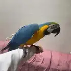 ببغاء   مكاو للبيع