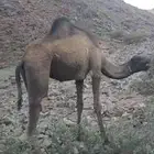 بكره صفراء