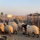 غنم نعيم مراح رغايث بفحولها