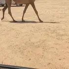 بكره كفو