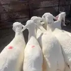 بهم حري مغلق كلش خروف