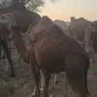 بكره عمره 7 او 8 مفروده لي له خاطر فيه لا يجيني إلا الصامل