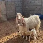 عنز متبع بتوم ( تم البيع )