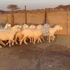 ضان طيبه ( تم البيع )