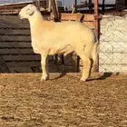 فحل حري مشروط صنف