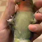روز اليف