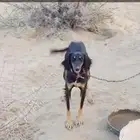 ابحث عن سلوق صيد