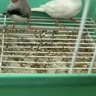 عصفورين زيبرا فروخ