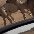قعدان فحول بواتل في مزارع الشيوخ للبيع