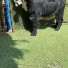 للبيع جذع عارضي خصصصم تتم البيع